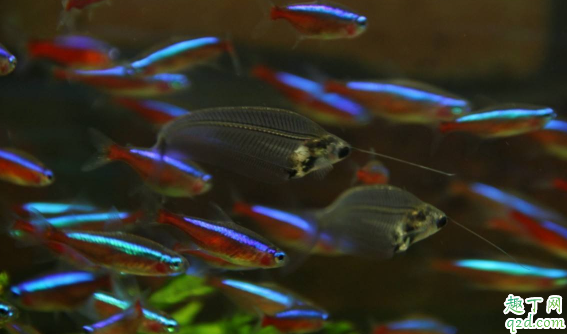 ?宝莲灯鱼好养吗 宝莲灯鱼怎么养长得好