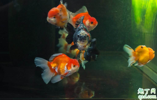 ?如何判断兰寿鱼是否健康兰寿怎么养得又大又肥