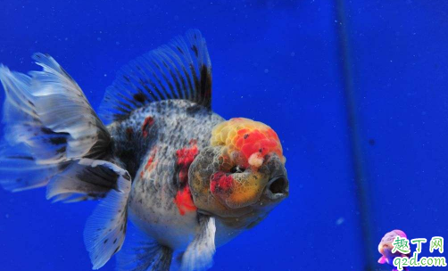 ?如何判断兰寿鱼是否健康兰寿怎么养得又大又肥