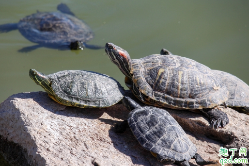 啥样的乌龟最好养活 养乌龟有哪些要注意的