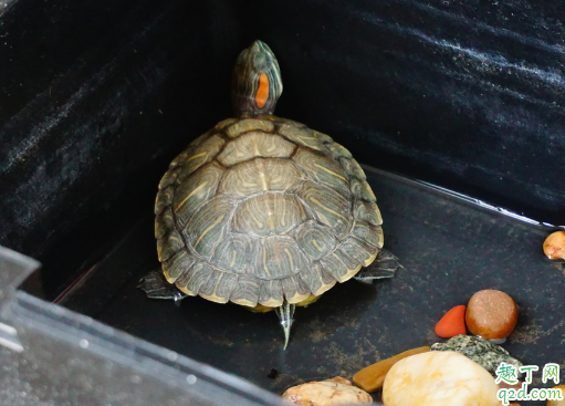 啥样的乌龟最好养活 养乌龟有哪些要注意的