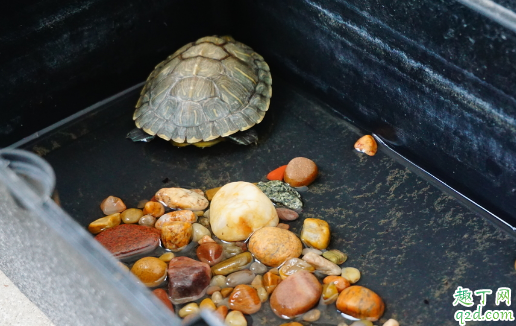 啥样的乌龟最好养活 养乌龟有哪些要注意的