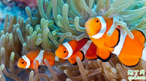 小丑鱼好养活不 小丑鱼怎样养长得快