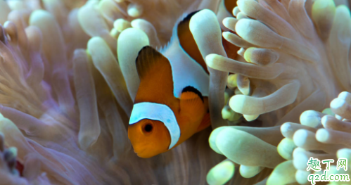 小丑鱼好养活不 小丑鱼怎样养长得快