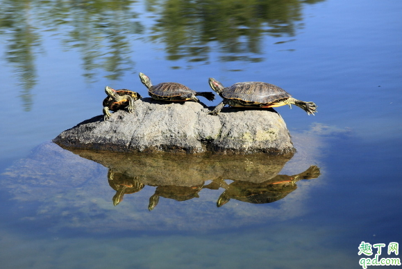 刚买的巴西龟怎么养 养巴西龟有啥禁忌