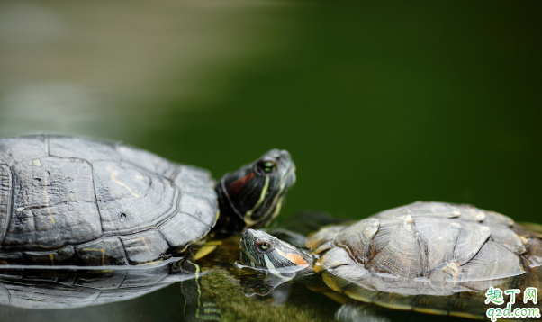 刚买的巴西龟怎么养 养巴西龟有啥禁忌