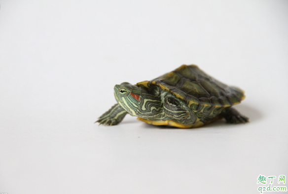 能给巴西龟喂虾米吗 巴西龟吃什么长得又好又快