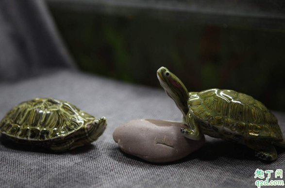 能给巴西龟喂虾米吗 巴西龟吃什么长得又好又快