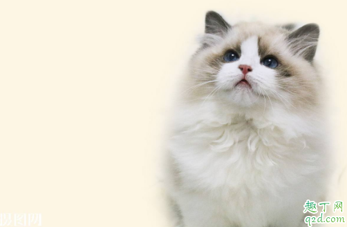 布偶猫值得养么 怎么才能把布偶猫养好