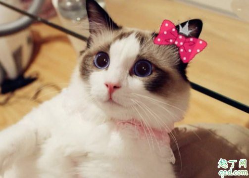 布偶猫值得养么 怎么才能把布偶猫养好