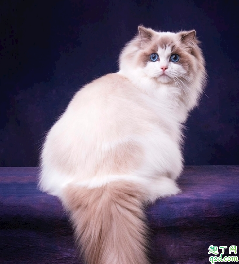 布偶猫值得养么 怎么才能把布偶猫养好