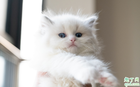 布偶猫老掉毛正常吗 怎么让布偶猫少掉毛