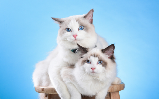 布偶猫老掉毛正常吗 怎么让布偶猫少掉毛