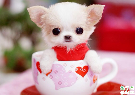 茶杯犬容易养活吗 ?饲养茶杯犬要注意什么