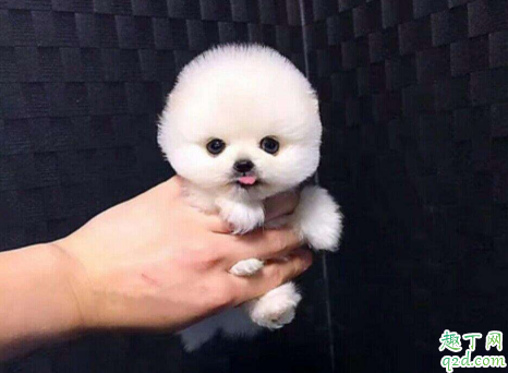 茶杯犬可以吃营养膏不 茶杯犬吃什么食物最合适