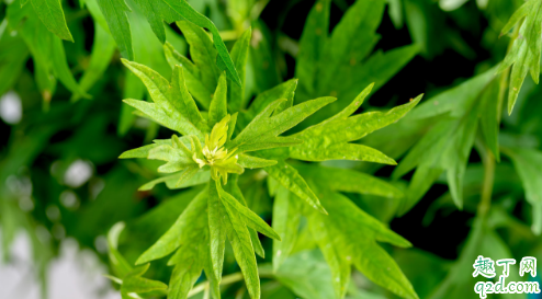 艾叶煮水泡脚能改善宫寒吗 艾叶煲水泡脚有什么效果