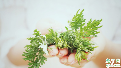艾叶煮水泡脚能改善宫寒吗 艾叶煲水泡脚有什么效果