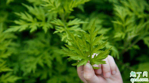 艾叶能直接做垫子吗 艾叶坐垫对经量少的人有没有帮助