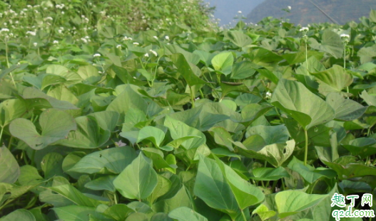 种了红薯的地再种什么好 种红薯怎么防地下虫