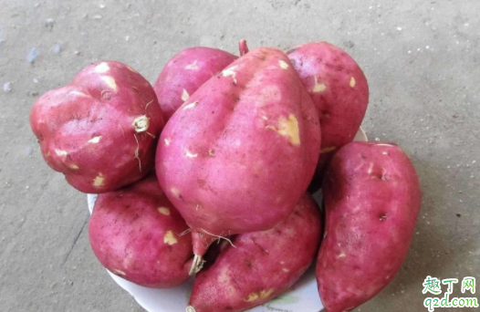 种了红薯的地再种什么好 种红薯怎么防地下虫