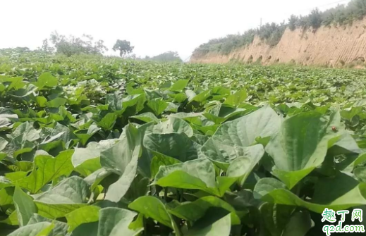 种了红薯的地再种什么好 种红薯怎么防地下虫