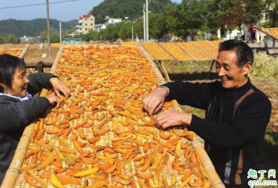 红薯有哪些种植方法 白心红薯是什么品种