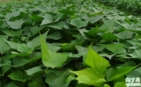 红薯有哪些种植方法 白心红薯是什么品种