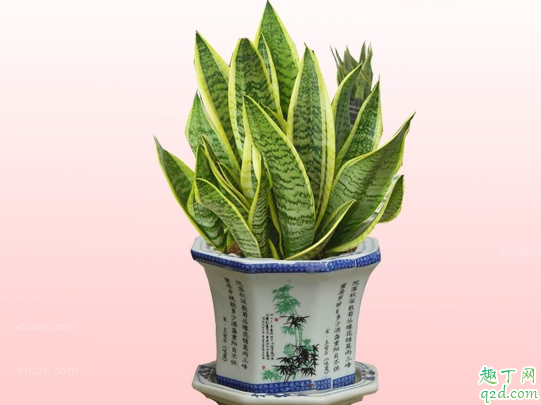 虎皮兰冬天能换盆吗 虎皮兰啥时候换盆好