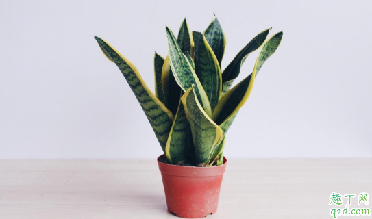 虎皮兰冬天能换盆吗 虎皮兰啥时候换盆好