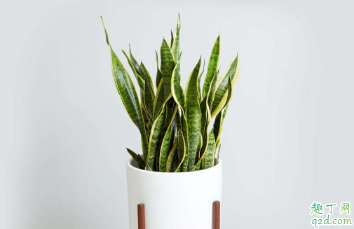 虎皮兰放在卧室对人体有害吗 虎皮兰可以放阳台养吗