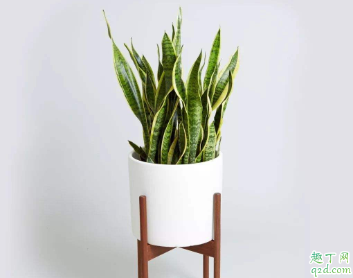 虎皮兰有必要每年都换土吗 虎皮兰换土时哪些事项是要注意的