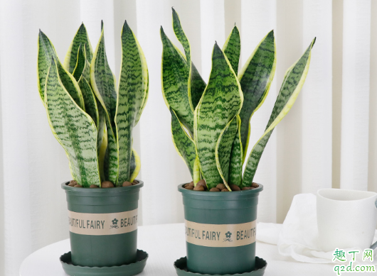 园土能种虎皮兰吗 虎皮兰的土壤怎样配置