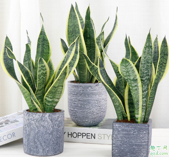 园土能种虎皮兰吗 虎皮兰的土壤怎样配置