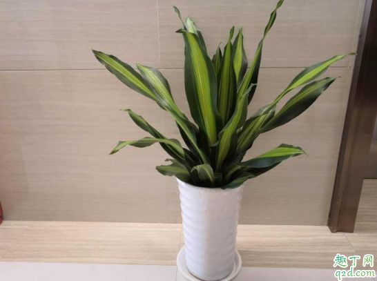 虎皮兰能用淘米水浇吗 用淘米水浇虎皮兰须注意什么