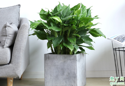万年青发黄是什么原因 万年青叶子开裂发黄怎么补救