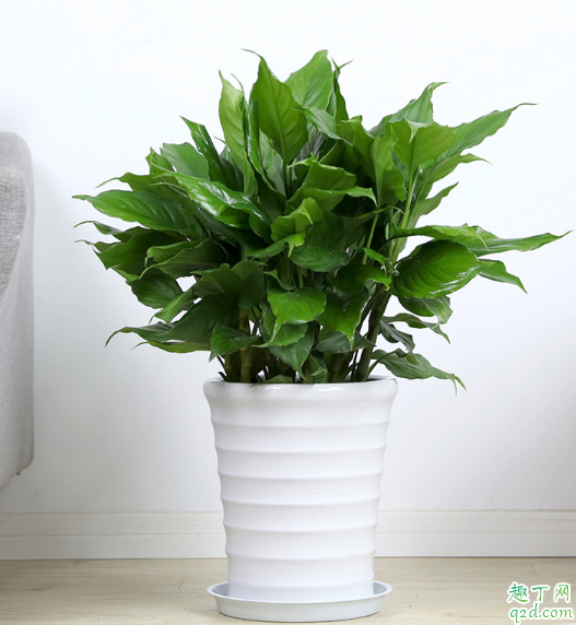 万年青好养活吗 万年青怎么施肥长得好