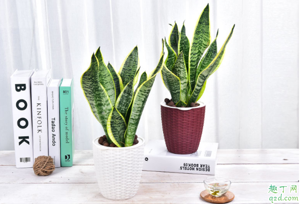 虎皮兰刚买来怎么养护 养虎皮兰哪些事项是要注意的