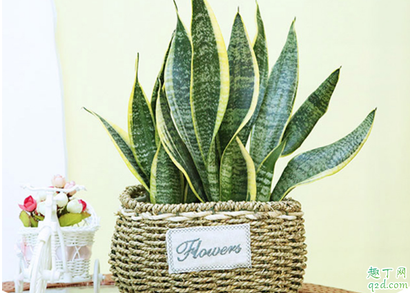 虎皮兰为什么叶子软 虎皮兰叶片干瘪发软还有救吗