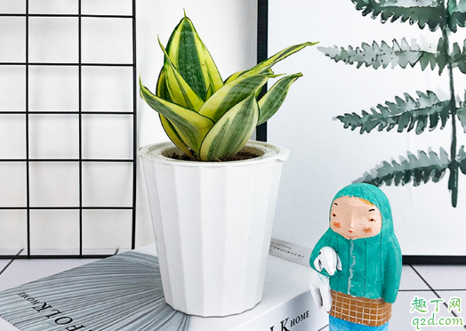 虎皮兰可以用自吸水花盆养吗 虎皮兰用啥样盆栽好看