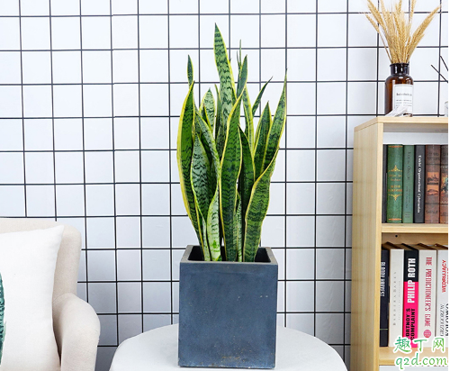 虎皮兰可以用自吸水花盆养吗 虎皮兰用啥样盆栽好看