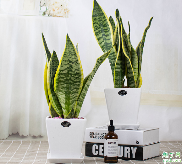 虎皮兰叶子能不能插活 虎皮兰怎么扦插好活