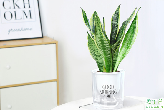 虎皮兰烂根是怎么回事 虎皮兰烂根怎么补救