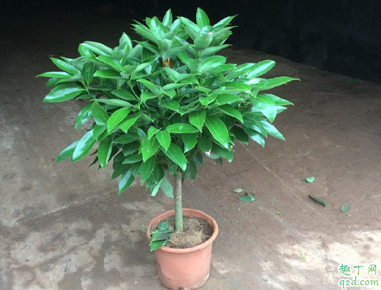幸福树养在客厅好吗 幸福树如何过冬