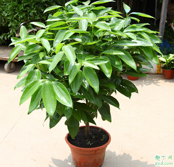 幸福树养在客厅好吗 幸福树如何过冬