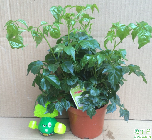 幸福树养在客厅好吗 幸福树如何过冬