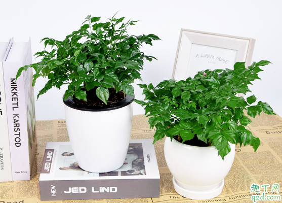 幸福树叶子卷曲不平整是什么原因 幸福树叶子卷曲不平整怎么办