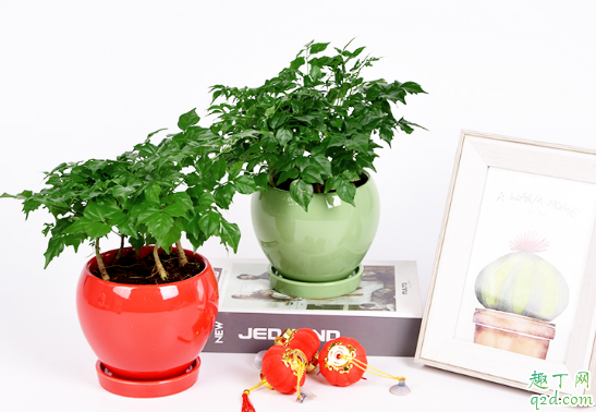 幸福树叶子卷曲不平整是什么原因 幸福树叶子卷曲不平整怎么办