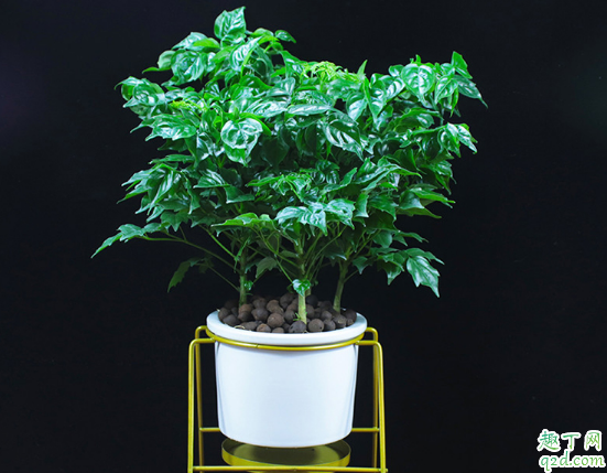 幸福树叶子卷曲不平整是什么原因 幸福树叶子卷曲不平整怎么办