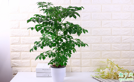 幸福树的叶子长黑点怎么回事 幸福树叶子上有黑点怎么救治