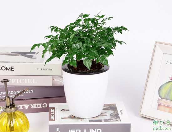 幸福树的叶子长黑点怎么回事 幸福树叶子上有黑点怎么救治